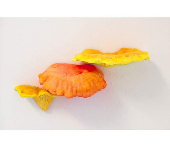 "Fluorescent Fruited Fungal Bodies" Cluster 7 - Madison Haws